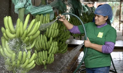 La Unión Europea se siguió manteniendo en 2024 como el primer destino del banano ecuatoriano / Foto: EFE