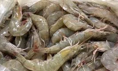 Estos aranceles podrían llevar a los compradores a preferir camarón de países competidores / Foto: cortesía 