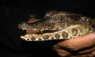 Delfines y caimanes fueron monitoreados en el Yasuní / Foto: cortesía Ministerio de Ambiente