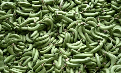 La industria bananera de Latinoamérica mantiene una cruzada para que el consumidor europeo pague precios justos por el banano de origen latinoamericano/ Foto: cortesía EFE