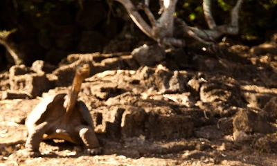 La película mostrará la vida del "Solitario George", conocido por ser el último ejemplar de chelonoidis abingdonii, una de las especies de tortugas gigantes de las Islas Galápagos  / Foto: EFE