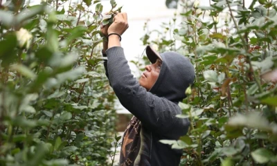 El programa se ejecutará a través de la modalidad de banca de segundo piso de la CFN / Foto: cortesía CFN
