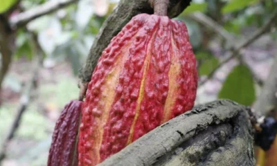 El precio del cacao registró una subida del 1,46 % / Foto: cortesía Anecacao
