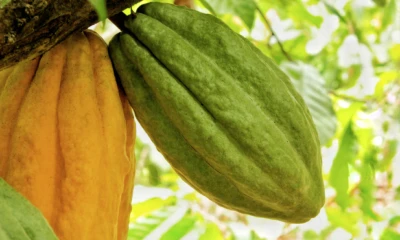 Fedexpor señaló que el anuncio marca un avance decisivo para asegurar condiciones preferenciales a la oferta exportable ecuatoriana / Foto: cortesía Ministerio de Agricultura