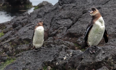 En la categoría de ‘Mejores lugares o destinos del Ecuador para visitar: Parques de Reserva Nacional’ / Foto: cortesía Parque Nacional Galápagos