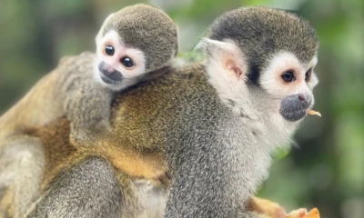 Los visitantes pueden disfrutar de caminatas guiadas por la selva, observar la flora y fauna local / Foto: cortesía Paseo de los monos