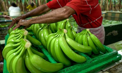 El banano alcanzó exportaciones por $ 2.044 millones / Foto: cortesía MAGP