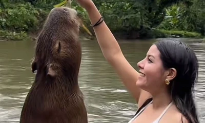 Dulce fue rescatada siendo una cría por la pareja indígena conformada por Antonio Vargas y Shirma Warusha / Foto: cortesía