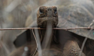 El Gobierno anticipó que próximamente se realizará la liberación de un nuevo grupo de tortugas / Foto: cortesía Ministerio de Ambiente 