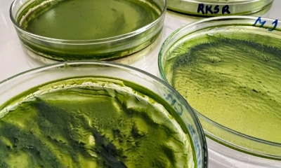 ¿Cuál es el papel del CO2 en la nutrición de microalgas para el sector energético? / Foto: IIGE