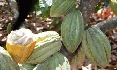 Los productores de Orellana participaron en las Comunidades de Aprendizaje de la Agricultura / Foto: cortesía MAG