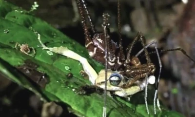 Los opiliones son arácnidos frecuentemente confundidos con arañas, pero presentan diferencias biológicas relevantes / Foto: cortesía