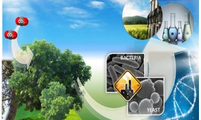 Los microorganismos facilitan la conversión de biomasa en bioenergía (IIGE, 2020).