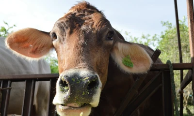 48 proyectos a nivel global han sido aprobados por el FMAM con un valor total de $ 2.900 millones / Foto: cortesía FAO