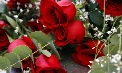 Volumen de flores exportadas desde el aeropuerto de Quito aumenta un 12,2 % / Foto: EFE