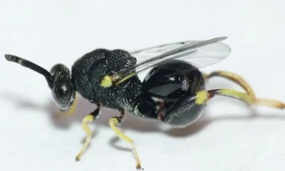 Son ampliamente utilizadas en el control de plagas agrícolas / Foto: cortesía 