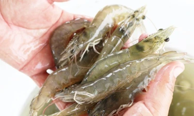 Entre los productos con mayor proyección se encuentran el camarón, el banano, el atún, las flores y el cacao / Foto: cortesía Camae