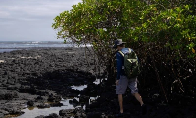 Los manglares de Galápagos representan apenas el 0,03 % de los manglares a nivel mundial / Foto: EFE