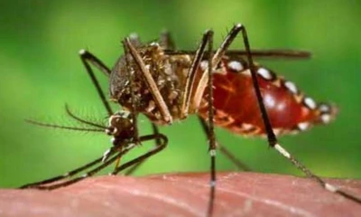 El Instituto Nacional de Investigación en Salud Pública (Inspi) ha desarrollado un proyecto piloto de "esterilización por irradiación del mosquito Aedes aegypti" / Foto: cortesía