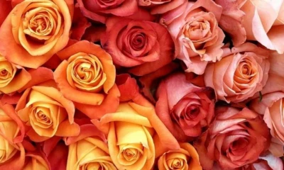 Según Expoflores, los ingresos caerán aproximadamente 6 millones de dólares en comparación con el año anterior / Foto: cortesía Ministerio de Producción