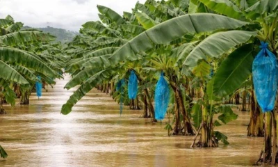 Las zonas más afectadas incluyen Los Ríos, Manabí, Santo Domingo de los Tsáchilas, Guayas y El Oro / Foto: cortesía El Productor