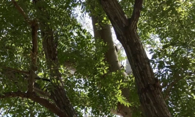 La madera de cedro ha sido históricamente utilizada para construir muebles de alta gama en todo el mundo / Foto: cortesía MAATE
