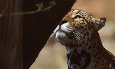 El jaguar enfrenta graves amenazas debido a que ha perdido cerca del 50 % de su hábitat / Foto: EFE