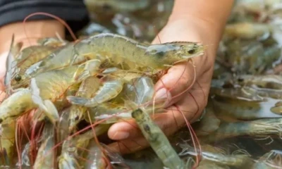 Autoridades pesqueras argentinas mantendrán un encuentro clave con Diana Salazar para definir los términos de esta compra / Foto: cortesía Pescare