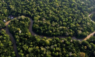 El hallazgo fue confirmado por el Instituto de Investigaciones de la Amazonía Peruana / Foto: cortesía El Nuevo Día