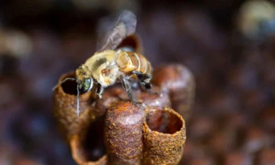 A inicios de 2025 entró en vigor la Ley 32235, que incorporó a las abejas sin aguijón dentro del régimen de protección de la apicultura / Foto: cortesía Ecoticias