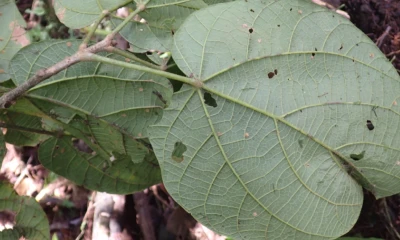 Phragmotheca centinelensis puede alcanzar hasta 50 metros de altura / Foto: cortesía Mashpi Lodge