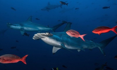 La ceremonia tendrá lugar el 28 de noviembre en Miami/ Foto: cortesía Fundación Charles Darwin
