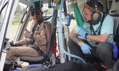 Durante 4 meses fue cuidado por expertos en el Zoológico de Quito./ Foto: cortesía MAATE