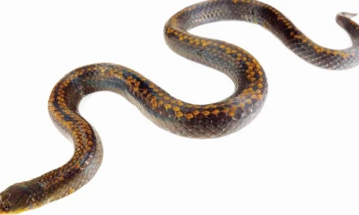 Photo: National Geographic