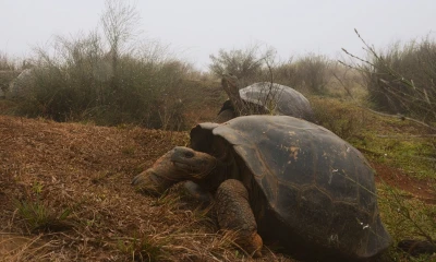La expedición científica está formada por guardaparques y científicos de la Dirección del Parque Nacional Galápagos y del proyecto Galapagos Conservancy. Foto: EFE