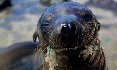 La investigación registra impactos sobre más de 96 especies / Foto: cortesía WWF Ecuador 