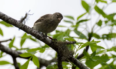 Entre los 510 pinzones hay ejemplares de cinco especies nativas / Foto: EFE
