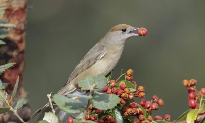 Los investigadores examinaron datos de reproducción de 201 poblaciones de 104 especies de aves de todo el mundo entre 1970 y 2019 / Foto: EFE
