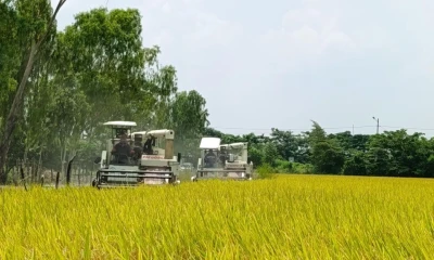 El precio mínimo de sustentación se mantiene en 34 dólares por saca de 205 libras para arroz de grano corto y 36 dólares para grano largo / Foto: cortesía MAGP