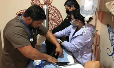 Lobo peletero de Galápagos fue encontrado en Perú / Foto: cortesía Ministerio de Ambiente