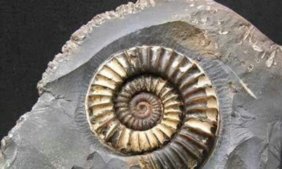 El IIGE ha utilizado la bioestratigrafía para determinar la edad relativa de los estratos / Foto: IIGE