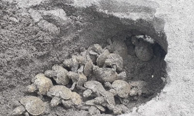 Nacen 77 tortugas charapa en El Yasuní / Foto: EFE