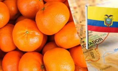 Ecuagroimport incrementó su superficie de cultivo con aproximadamente 15 nuevas hectáreas durante la última temporada / Foto: cortesía Red Agrícola