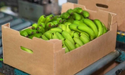 En el mismo marco, la caja de banano orito de 15 libras tendrá un precio de $ 5,26, es decir, $ 0,35 por libra / Foto: cortesía Bananotecnia