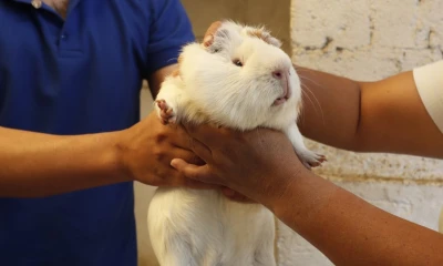 En esta foto del 27 de septiembre de 2019, María del Carmen Pilapana elige un conejillo de indias en una granja en San José de Taboada, Ecuador. En Ecuador, los cobayos se cocinan con sal y se sirven con papas cocidas y salsa de maní, pero Pilapana está llevando las cosas a otro nivel gastronómico, al utilizar el conejillo de indias para hacer helado. Foto: The San Diego Union Tribune