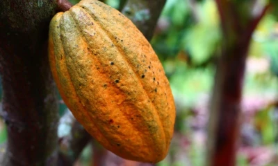Las moliendas de cacao en América, Europa y Asia cayeron menos de lo estimado / Foto: cortesía Fundación Antama