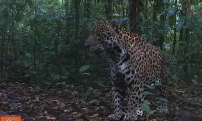 Reserva de Producción de Fauna Cuyabeno - Foto: WWF - Ecuador