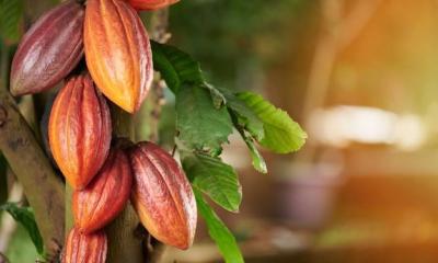 El desplome representa cierto respiro para la industria chocolatera / Foto: cortesía 