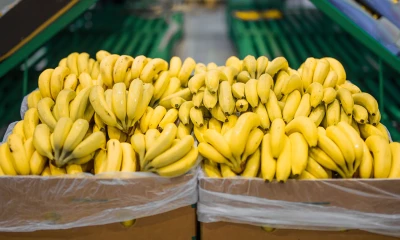 Tras haber cerrado 2024 con exportaciones por valor de 3.656 millones de dólares, en los primeros cuatro meses de 2025 se exportaron desde Ecuador un total de 139,73 millones de cajas de banano de 18,14 kilos cada una./ Foto: cortesía