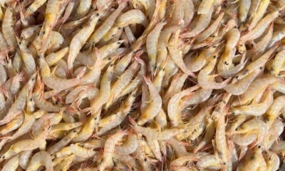 Emiratos Árabes Unidos es un mercado estratégico debido a su alto consumo de pescados y mariscos / Foto: cortesía Cámara Nacional de Pesquería